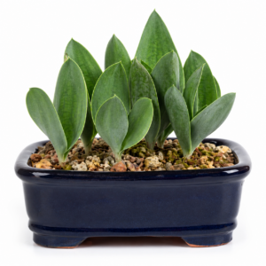 Eriospermum deserticolum - 5 Seed Pack