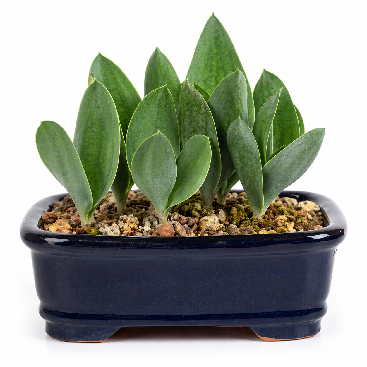 Eriospermum deserticolum - 5 Seed Pack