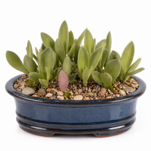 Eriospermum dielsianum ssp. dielsianum - 5 Seed Pack