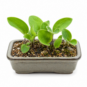 Eriospermum dielsianum ssp. molle - 5 Seed Pack