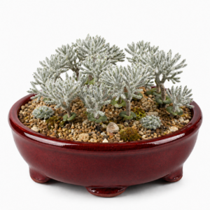Eriospermum dregei - Mini-antler Woolseed; Heuningblommetjie - 5 Seed Pack