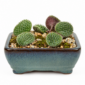 Eriospermum erinum - Hedgehog Woolseed - 5 Seed Pack
