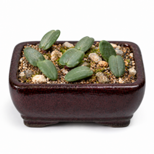 Eriospermum filicaule - 5 Seed Pack