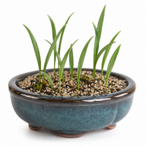 Eriospermum flagelliforme - Lance Woolseed - 5 Seed Pack