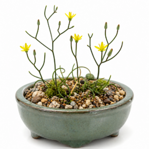 Eriospermum flavum - Wiry Woolseed - 5 Seed Pack
