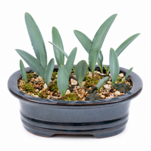 Eriospermum fragile - 5 Seed Pack