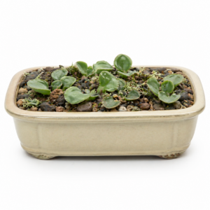 Eriospermum glaciale - 5 Seed Pack