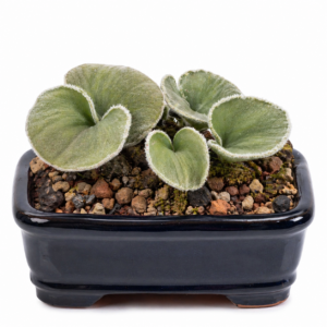 Eriospermum lanuginosum - 5 Seed Pack