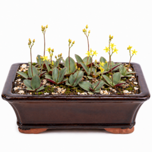 Eriospermum mackenii - Yellow Woolseed; Geel Kapokblommetjie - 5 Seed Pack