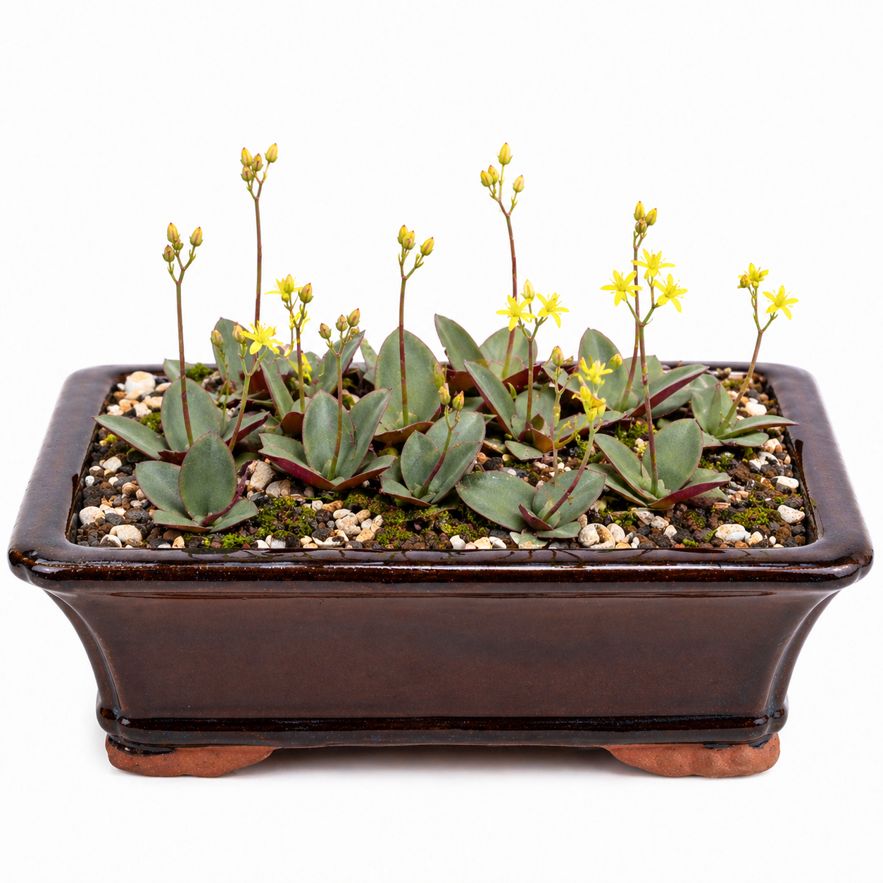 Eriospermum mackenii - Yellow Woolseed; Geel Kapokblommetjie - 5 Seed Pack
