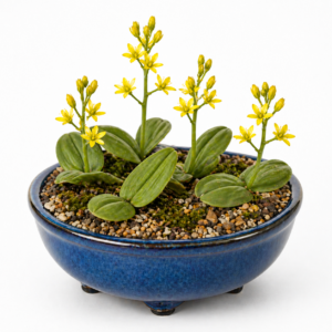 Eriospermum mackenii ssp. mackenii - Smooth Redsheath Woolseed; Perdepootjie; Insulansula - 5 Seed Pack