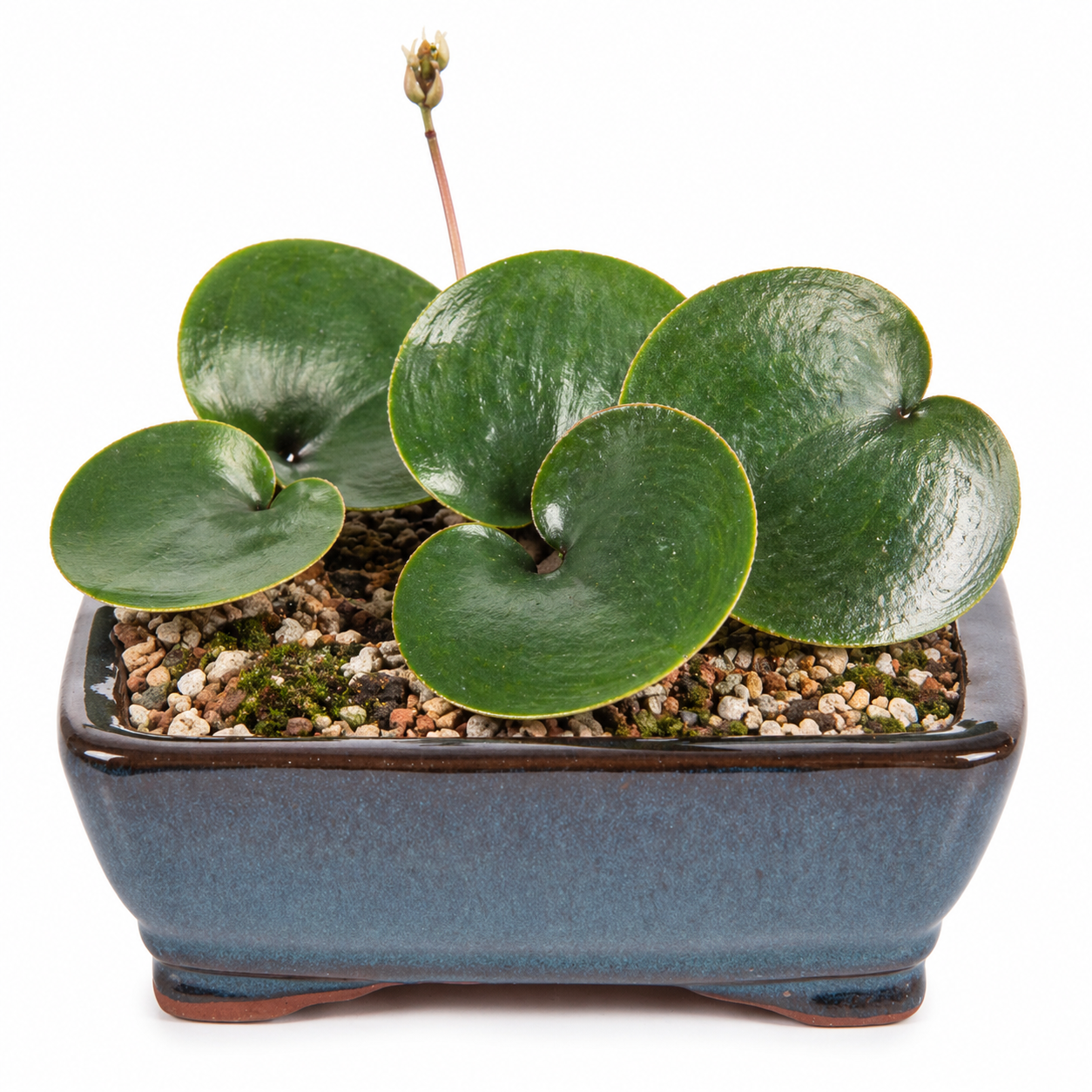 Eriospermum marginatum - 5 Seed Pack
