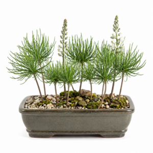 Eriospermum multifidum - Bushy Woolseed - 5 Seed Pack