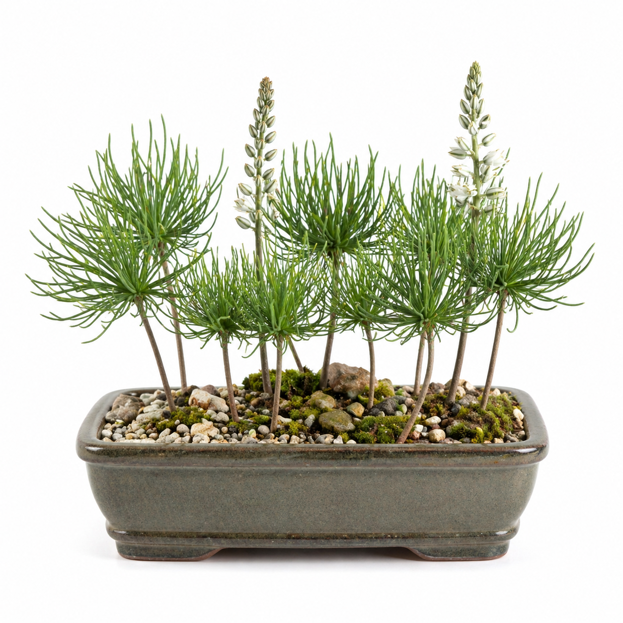 Eriospermum multifidum - Bushy Woolseed - 5 Seed Pack