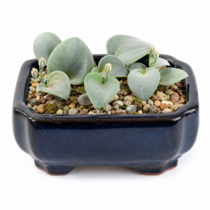 Eriospermum namaquanum - 5 Seed Pack