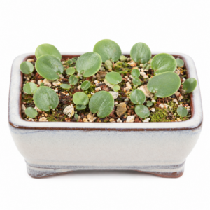 Eriospermum nanum - Dainty Woolseed - 5 Seed Pack