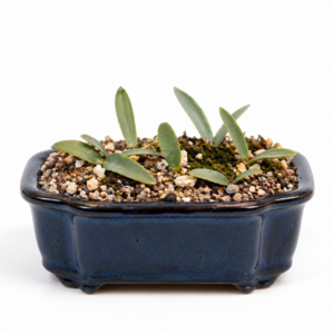 Eriospermum parvifolium (Eriospermum dregeanum) - 5 Seed Pack