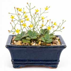 Eriospermum porphyrovalve - Small Fluff-seed - 5 Seed Pack