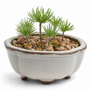 Eriospermum proliferum - Needles Woolseed - 5 Seed Pack