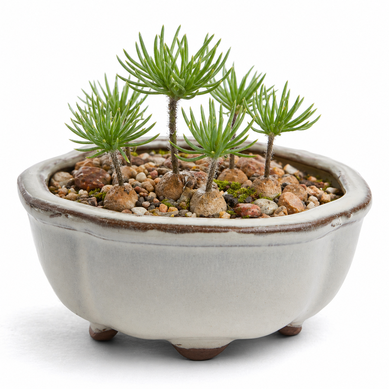 Eriospermum proliferum - Needles Woolseed - 5 Seed Pack