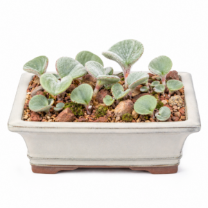 Eriospermum pubescens - Hairyheart Woolseed - 5 Seed Pack