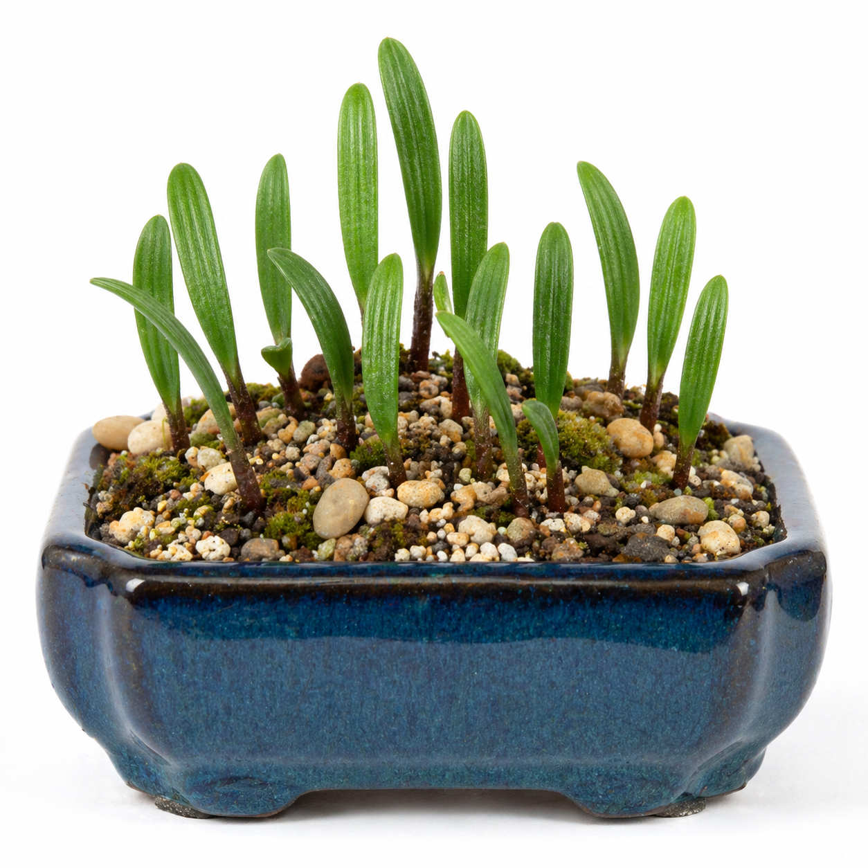 Eriospermum pumilum - 5 Seed Pack