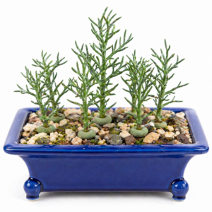 Eriospermum ramosum - Robust-antler Woolseed - 5 Seed Pack