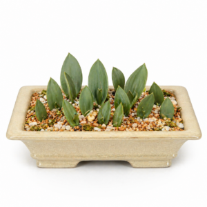 Eriospermum ratelpoortianum - 5 Seed Pack
