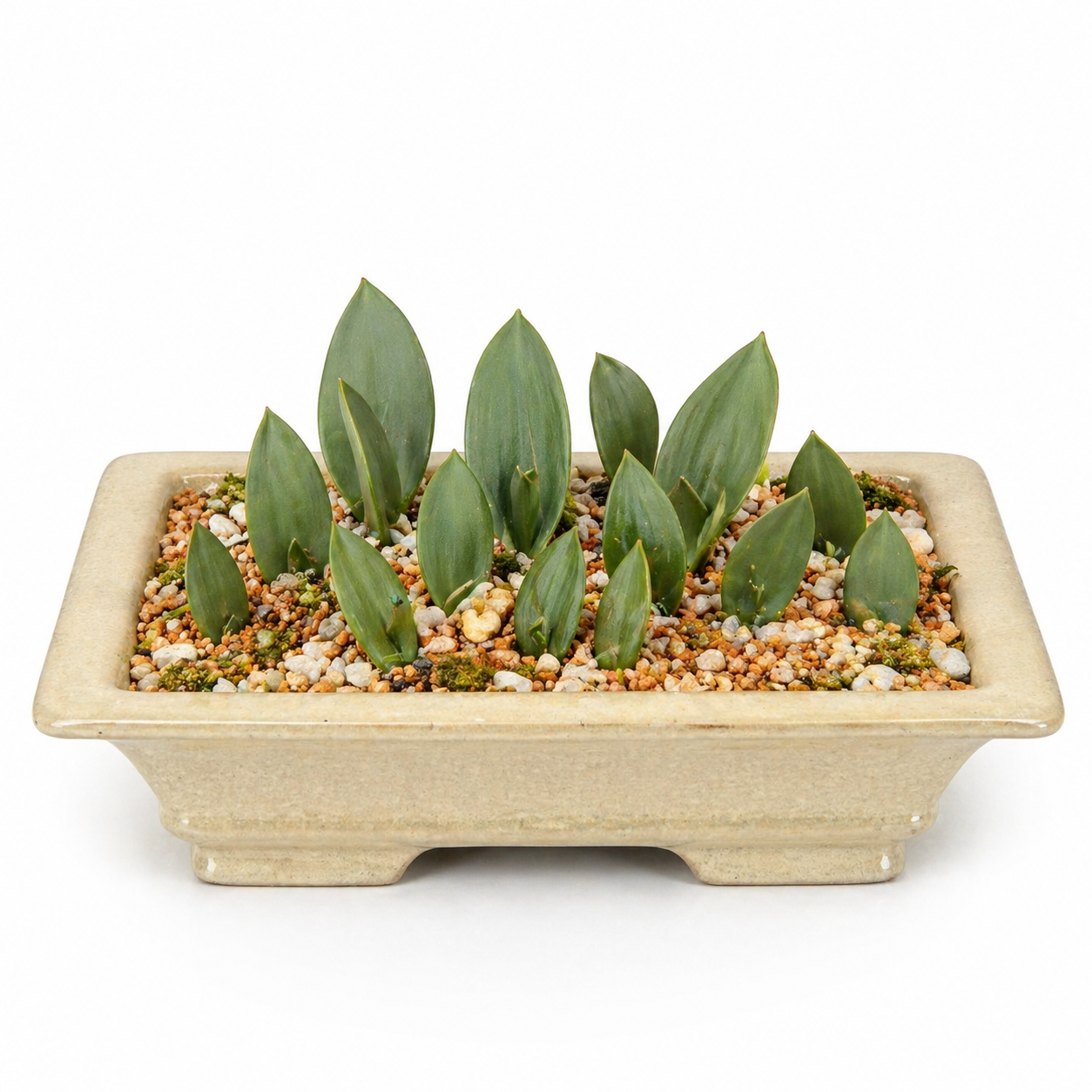 Eriospermum ratelpoortianum - 5 Seed Pack