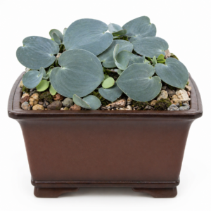 Eriospermum rhizomatum - 5 Seed Pack