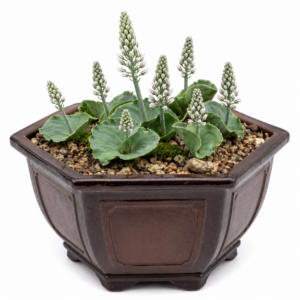 Eriospermum roseum - Bowl Woolseed; Bobbejaanoor - 5 Seed Pack