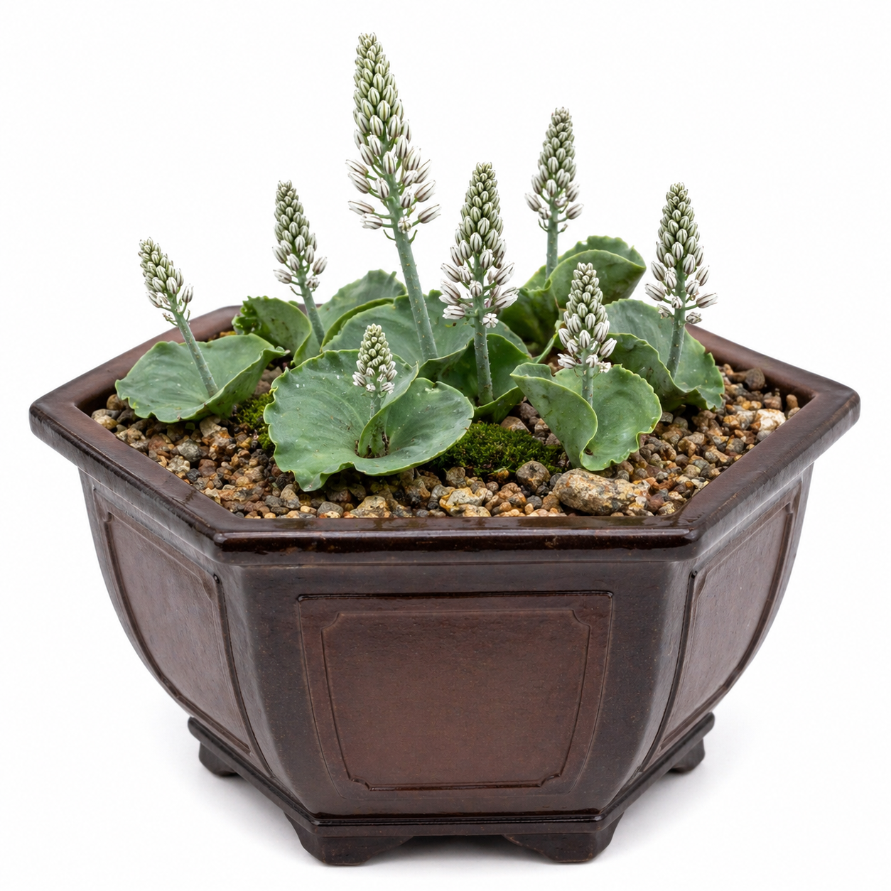 Eriospermum roseum - Bowl Woolseed; Bobbejaanoor - 5 Seed Pack