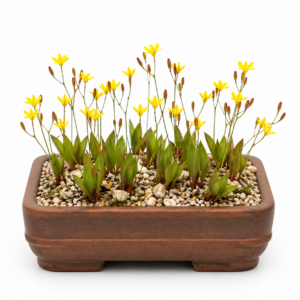 Eriospermum schlechteri - Ribbed Woolseed - 5 Seed Pack