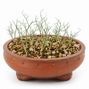 Eriospermum spirale - Spiral Woolseed; Bottervaatjie - 5 Seed Pack
