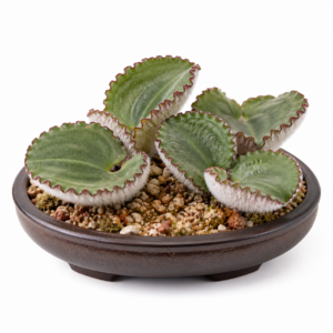 Eriospermum subincanum - Crispy Woolseed - 5 Seed Pack