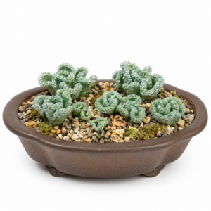 Eriospermum titanopsoides - Crinkly Woolseed - 5 Seed Pack