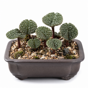 Eriospermum tuberculatum - Warty Woolseed - 5 Seed Pack