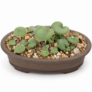 Eriospermum vermiforme - 5 Seed Pack