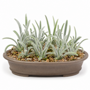 Eriospermum villosum - Silkyup Woolseed - 5 Seed Pack
