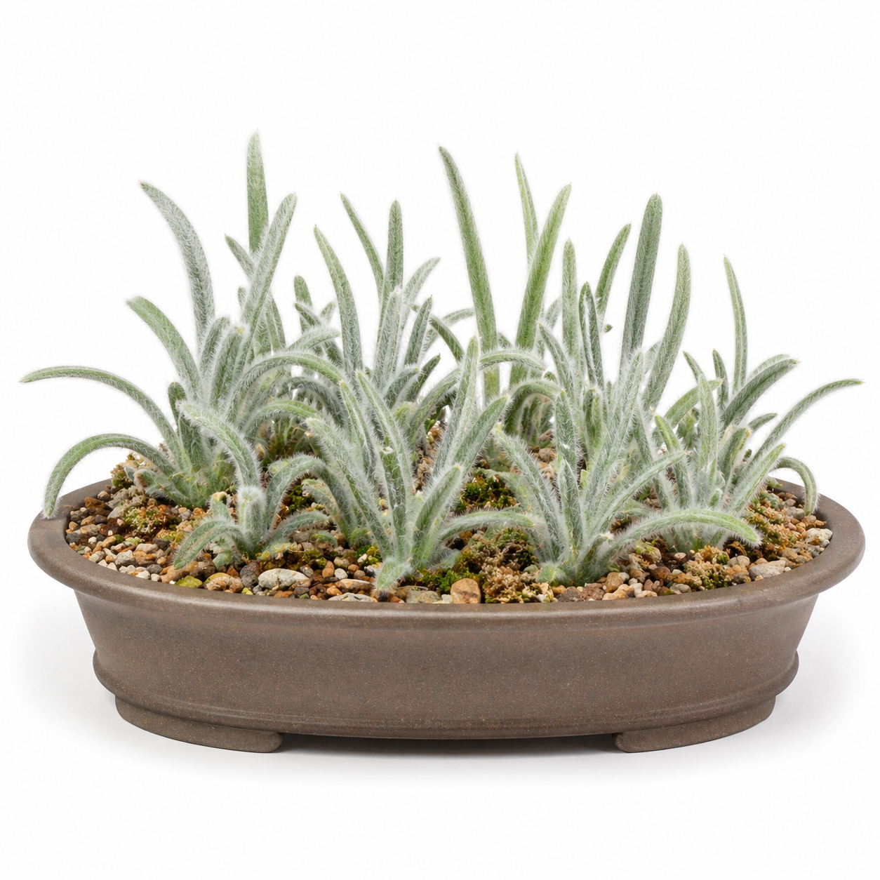 Eriospermum villosum - Silkyup Woolseed - 5 Seed Pack