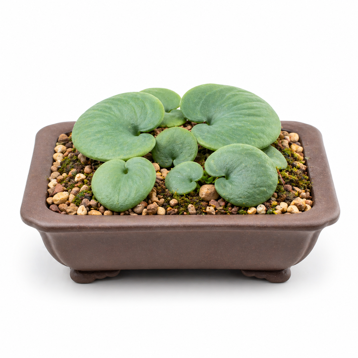 Eriospermum zeyheri - 5 Seed Pack