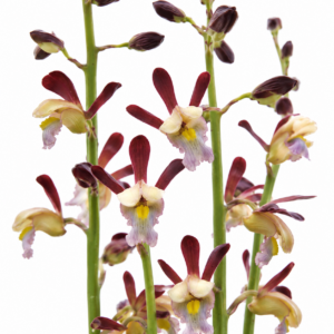 Eulophia angolensis - Vlei Harlequin; Vlei-orgidee - 10+ Seed Pack