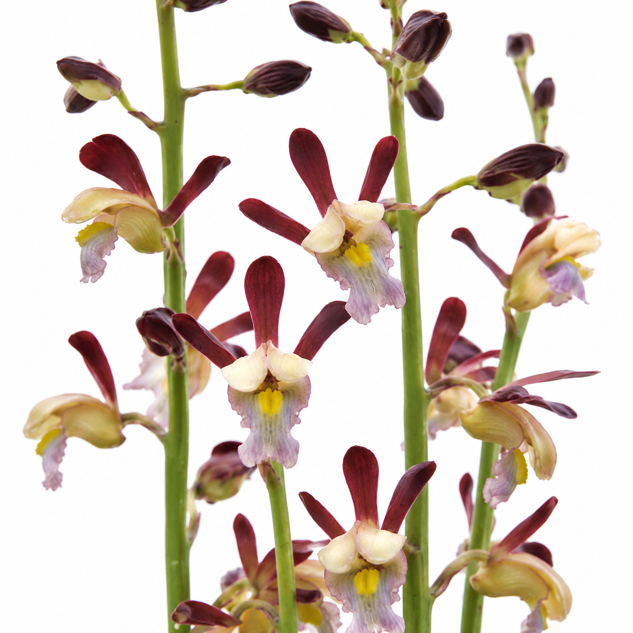 Eulophia angolensis - Vlei Harlequin; Vlei-orgidee - 10+ Seed Pack