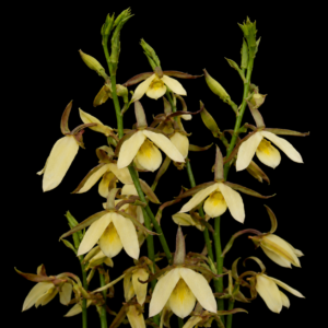 Eulophia calanthoides - Calanthe Harlequin - 10+ Seed Pack