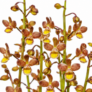 Eulophia clitellifera - Saddle Harlequin - 10+ Seed Pack