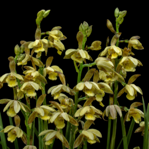 Eulophia coddii - Sourveld Harlequin - 10+ Seed Pack