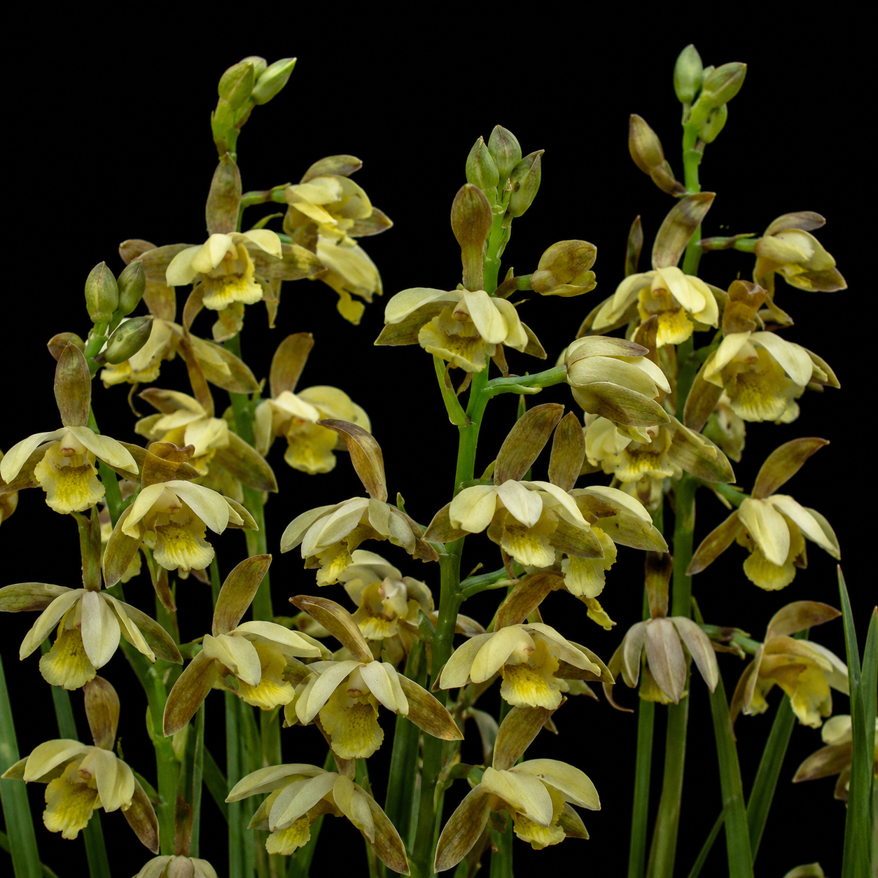 Eulophia coddii - Sourveld Harlequin - 10+ Seed Pack