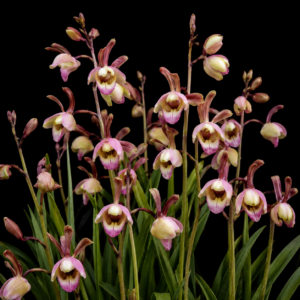 Eulophia coeloglossa - Babytooth Harlequin - 10+ Seed Pack
