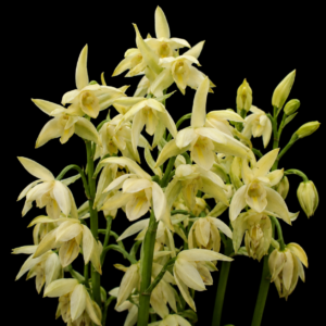 Eulophia cooperi - Grassveld White Harlequin - 10+ Seed Pack