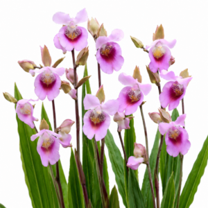 Eulophia cucullata - Hooded Harlequin - 10+ Seed Pack